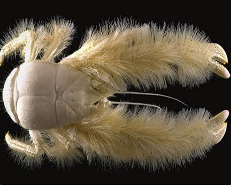 Deep Sea Creatures: Meet the Yeti Crab | Explore