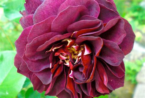 Purple carnation by adiener on DeviantArt