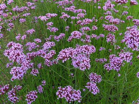 How to Grow Verbena Bonariensis, a Cottage Garden Favorite - Dengarden