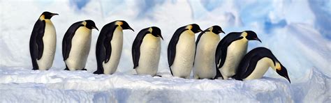 Emperor Penguins, Antarctica, snow, cold wallpaper | other | Wallpaper Better