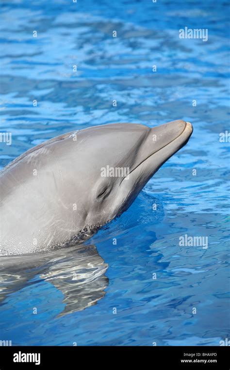 Dolphin eye close up hi-res stock photography and images - Alamy