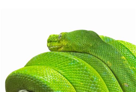 The Ultimate Green Tree Python Care Guide | Reptile School