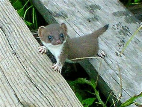 Aww baby stoat Baby Animals Pictures, Funny Animals, Animal Babies ...