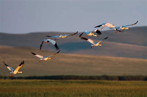 MONGOLIA OFF ROAD Overland Jeep Tours - Wildlife, Bird Watching | GER TO GER GEOTOURISM MONGOLIA