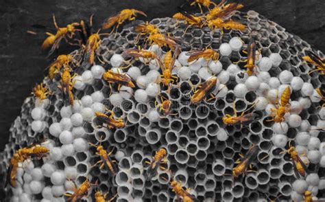 Honey bee nest in wall stock image. Image of insect - 181005179