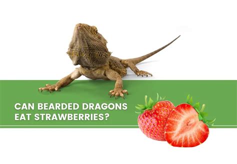 ᐅ Can Bearded Dragons Eat Strawberries? | Toxic or Healthy