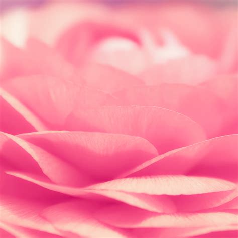 🔥 [50+] Pink iPad Wallpapers | WallpaperSafari