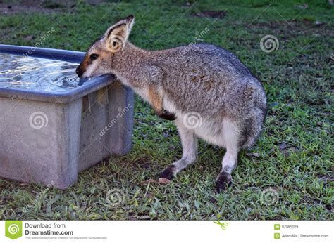 Cute Young Wild Grey Kangaroo Drinking Water Stock Image - Image of ...