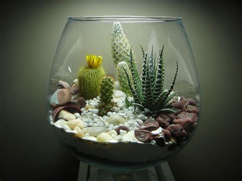 cactus terrarium | Cactus terrarium, Succulent terrarium, Garden terrarium