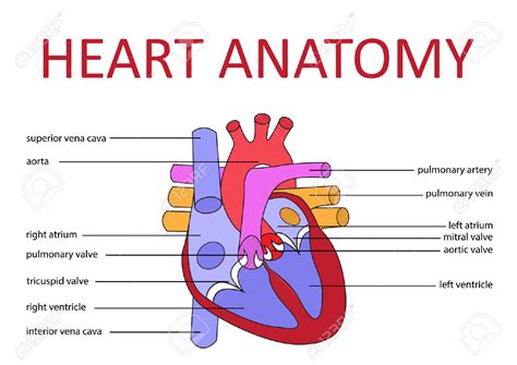 15 Human Heart Diagram With Parts | Robhosking Diagram