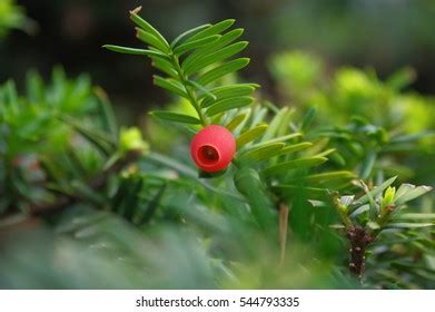 86 Japanese Yew Berries Images, Stock Photos & Vectors | Shutterstock