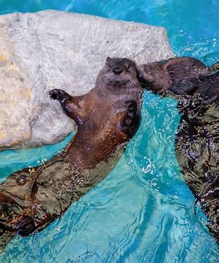 Book Clearwater Marine Aquarium Tickets | Free Cancellation | Mobile ...