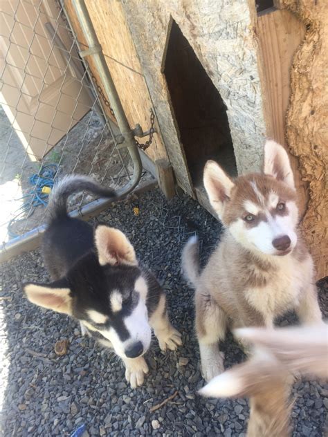 Siberian Husky Puppies For Sale | Kennewick, WA #331005