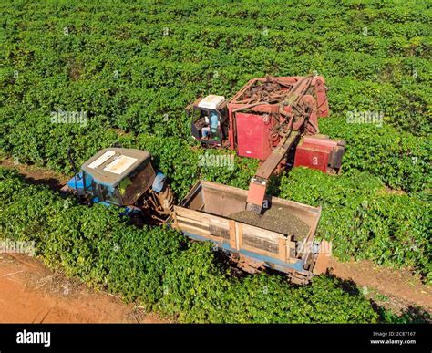 Machine in the field harvesting coffee in the plantation of Brazil Stock Photo - Alamy