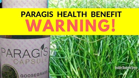 WARNING: The Truth about Health Benefits of Paragis Grass - YouTube