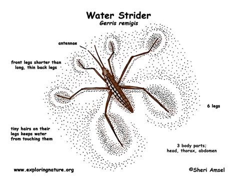 Water Strider