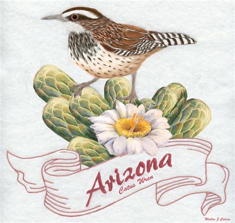 Arizona State Bird Cactus Wren Digital Art by Walter Colvin