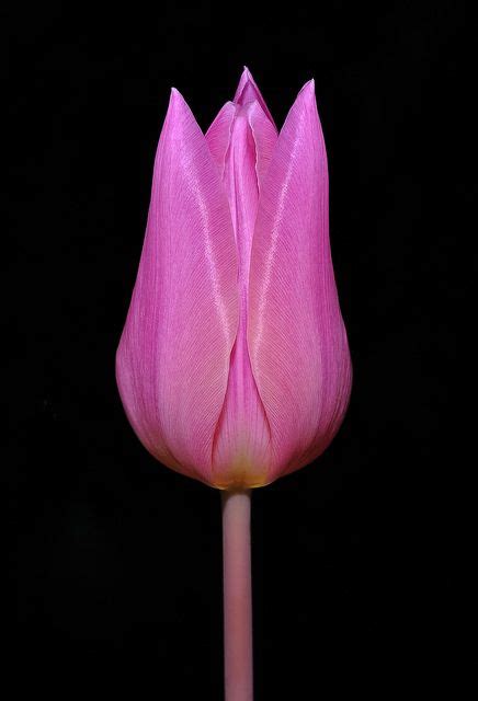 Roze tulp - Pink tulip | Pink tulips, Black pink, Pink