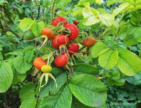 10 Shrubs for a Wildlife-Friendly, Edible Landscape