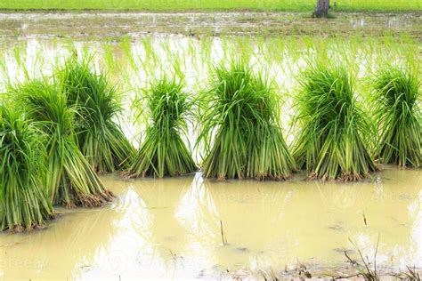 Rice seedlings are placed in the fields to be planted in the farmland ...