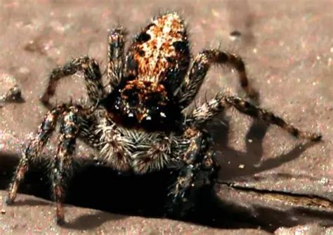 Over 35 Types of Jumping Spiders in California with Pictures