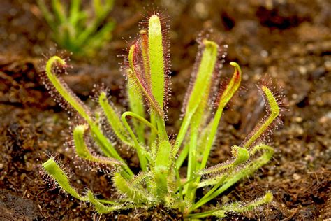 Cape-sundew-mucilage-plant-insects – Jardín Botánico La Almunya del Sur