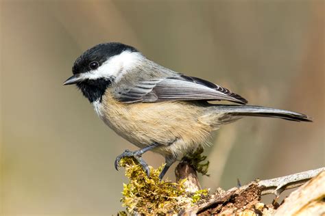 Black-Capped Chickadee — Eastside Audubon Society