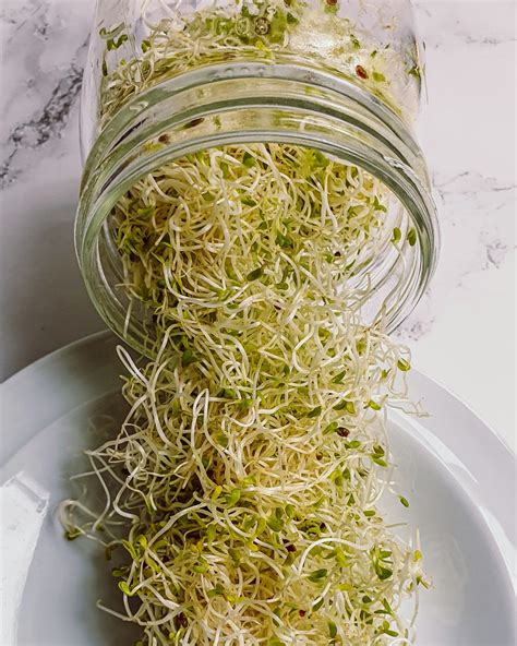 HOW TO GROW ALFALFA SPROUTS AT HOME - iKarolina