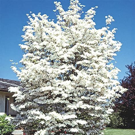 White Flowering Dogwood Ornamental Tree | Gurney's Seed