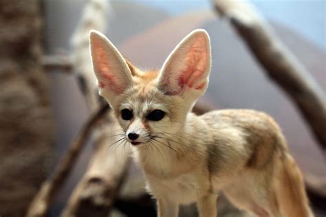 What Does Fennec Fox Eat: The Fennec Fox Diet