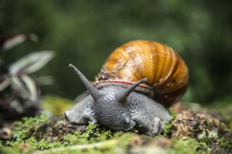 10 Spectacular Snail Species