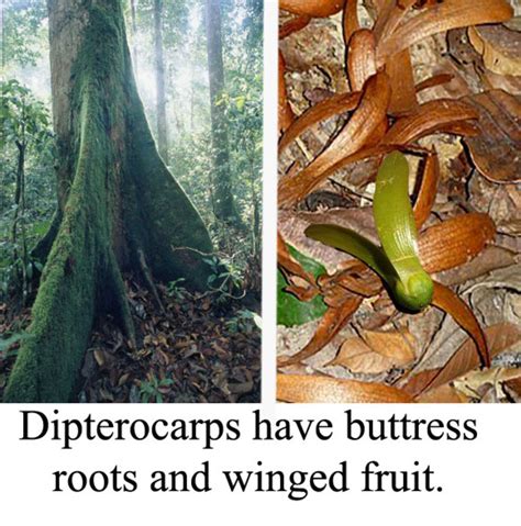 Rainforest Trees for Beginners - Owlcation