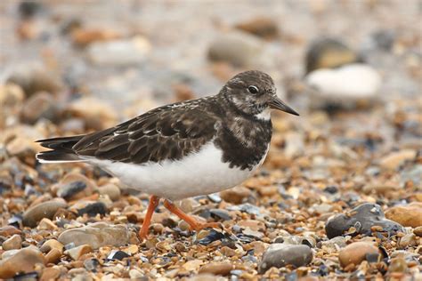 Turnstones/turnstone_1611081376