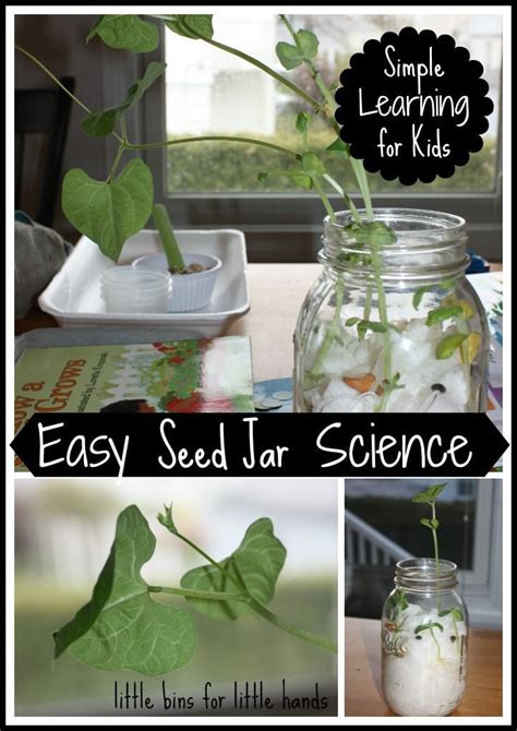 Seed Jar Science Experiment for Spring STEM Activities with Kids | Science experiments kids ...