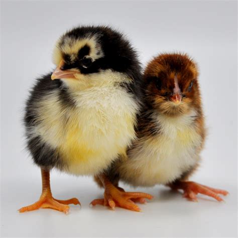 Day Old Chick Identification – Meyer Hatchery