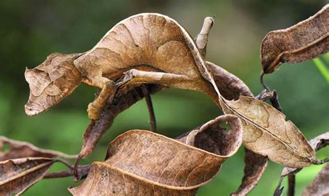 Le gecko satanique à queue de feuille (Uroplatus phantasticus), un as ...