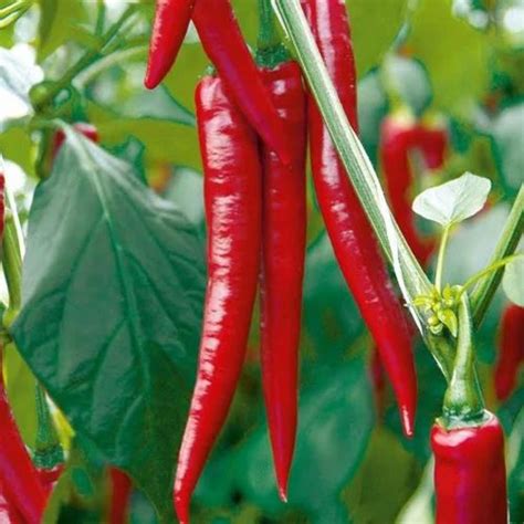 A Grade 3 Inch(l)chilli Grafted Red Chilli Plants, For Cooking at Rs 1. ...