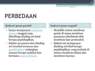 Beda Bakteri Gram Positif Dan Negatif - Homecare24