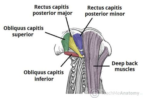 Suboccipital Muscles - Attachments - Actions - Innervation - TeachMeAnatomy