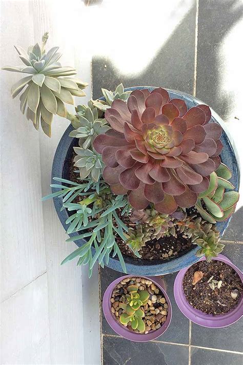 Water Propagation Succulent Leaves - Best Succulent Ideas