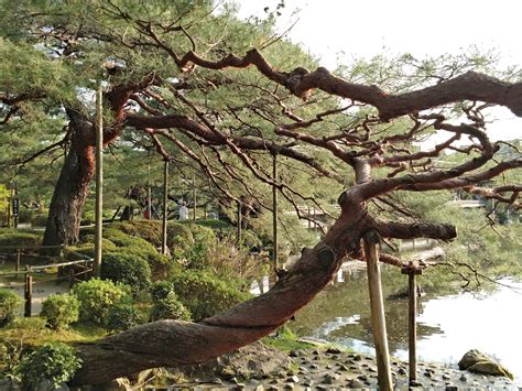 Eternal Forests: The Veneration of Old Trees in Japan | Arnold Arboretum