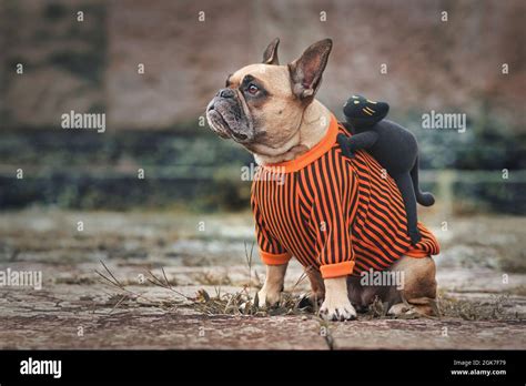 Funny dog Halloween costume showing a French Bulldog with a spooky ...