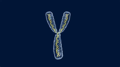 El cromosoma "Y" revela aumentos repentinos de hombres hace entre 55.000 y 4.000 años — Ciencia ...