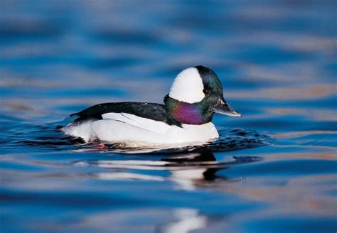 Bufflehead — Ducks Unlimited Canada