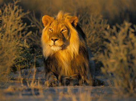 The African Lion | King Of All Animals | Wildlife Of World