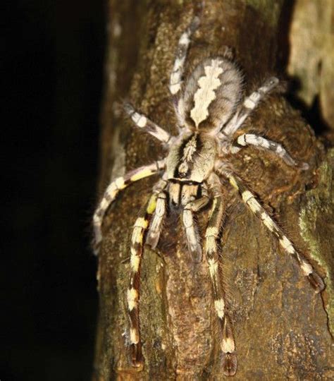 Giant Tarantula Discovered: Venomous Sri Lankan Spider Threatened By Deforestation Tiger Species ...