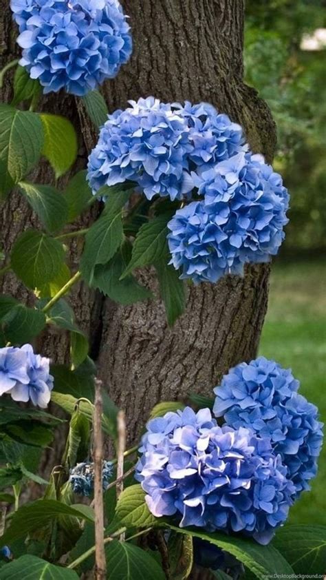 Blue Hydrangeas Wallpapers Flower Wallpapers Desktop Background