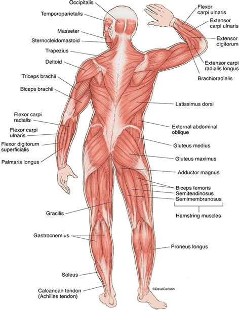 Superficial Muscles - Back View