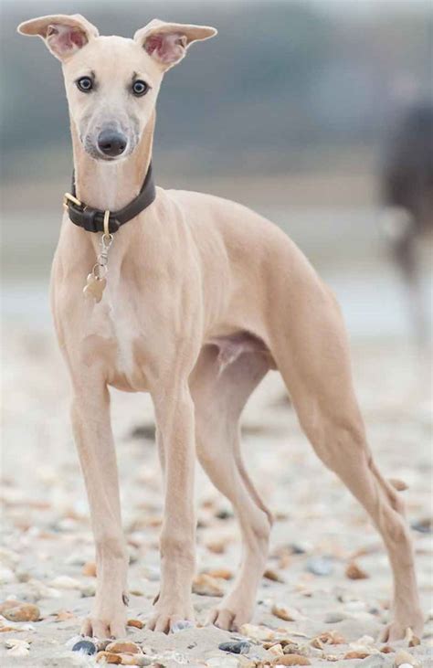 Whippet - Dog Breed Information and Images - K9 Research Lab - All dogs