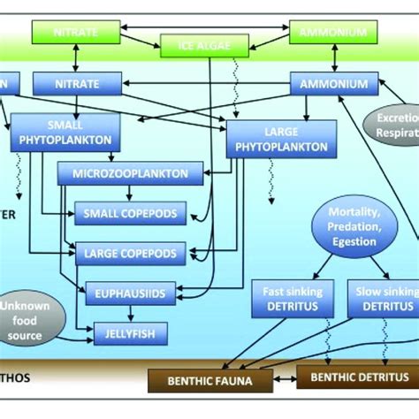 | Schematic diagram of the model ecosystem structure, reprinted from ...